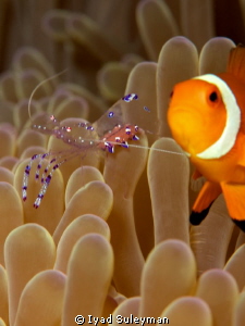 Anemonefish and Commensal shrimp w/eggs by Iyad Suleyman 